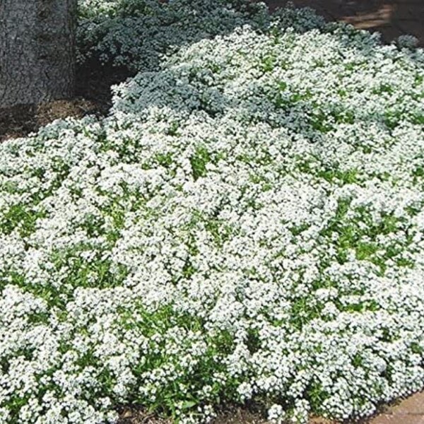 Biologische flower seeds Alyssum "Snow Carpet" (Lobularia maritima) Border. Zaad uit Oekraïne