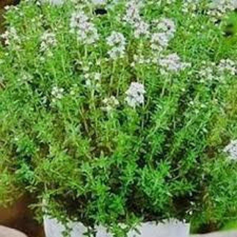 Ukraine Organic Vegetable Thyme Seeds thymus Vulgaris Timyan Etsy