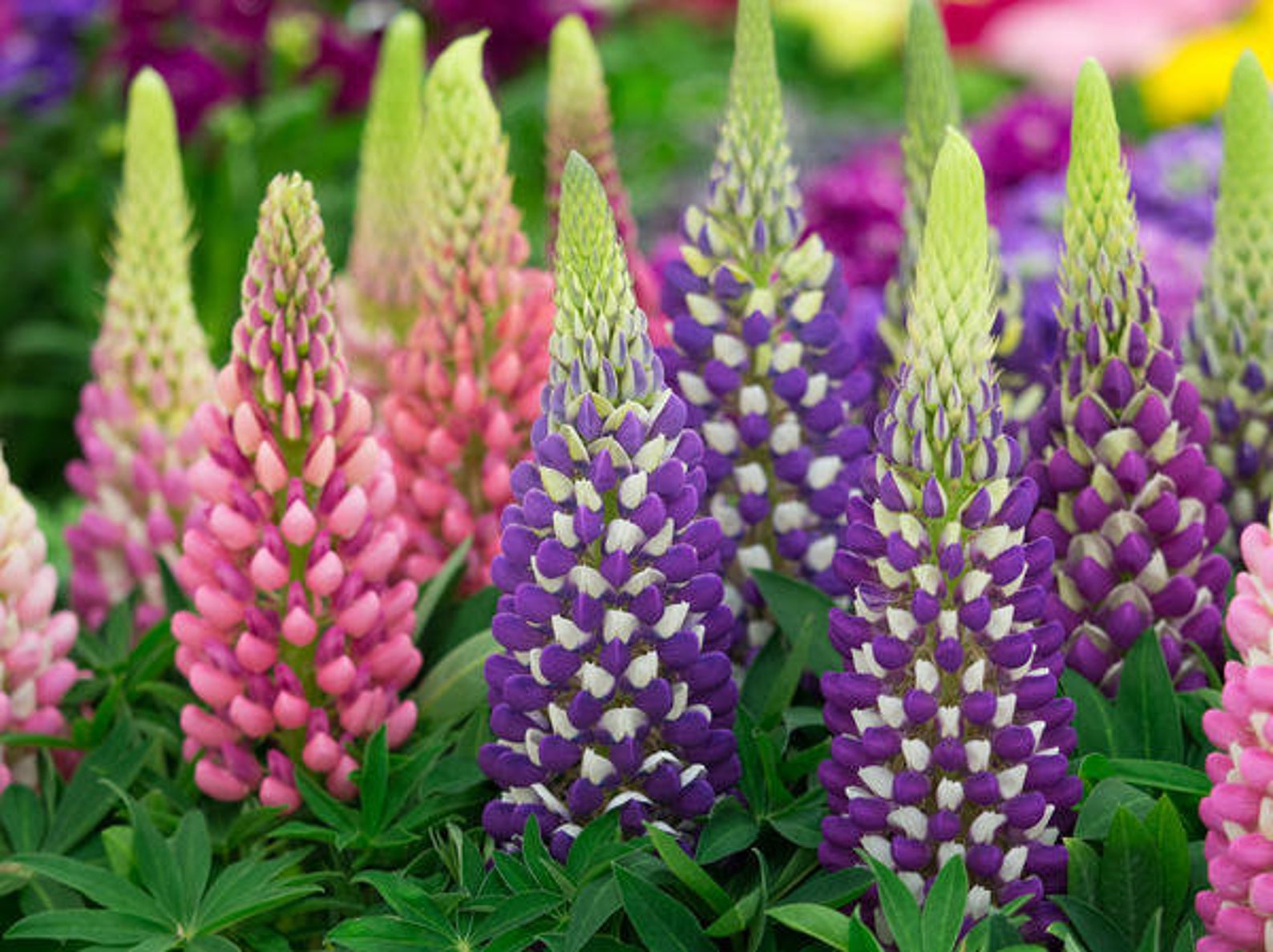 Rare Organic Flower Seeds Lupine Dwarf Mix Perennial Mix | Etsy