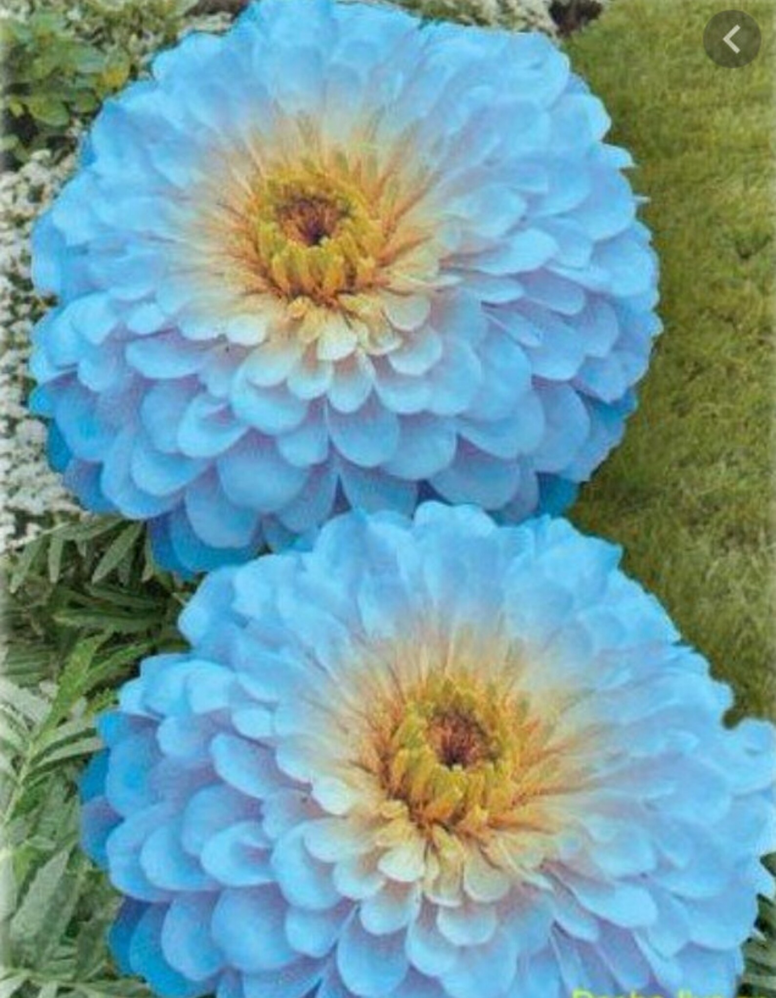 Бархатцы Синие Купить Семена