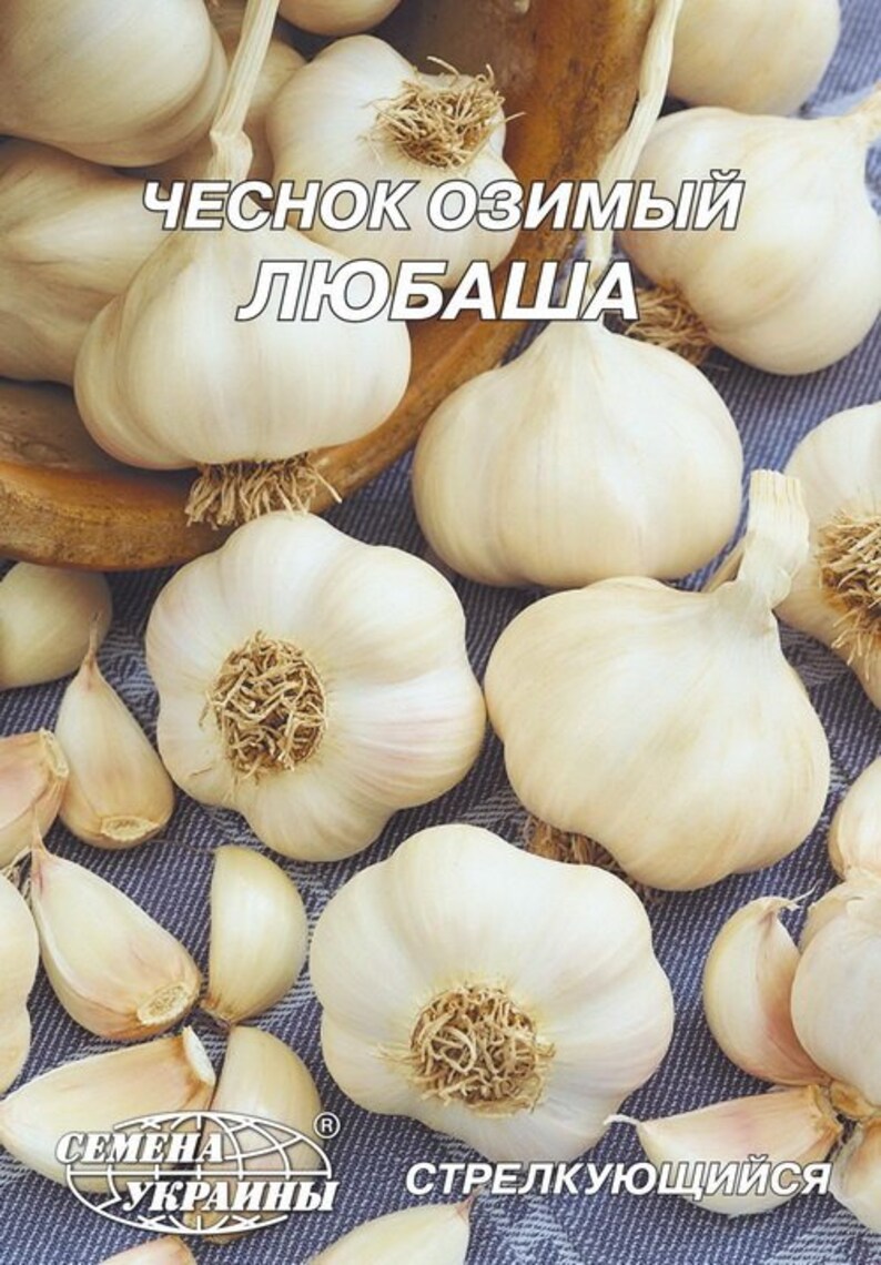 Семена чеснока озимого. Чеснок любаша семена. Семена чеснока партнер. Чеснок однозубка семена. Чеснок сорт любаша.