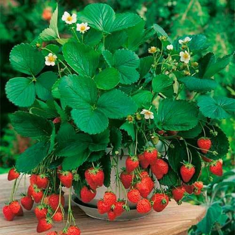 Rare Organic Natural Heirloom Wild Strawberries Seeds Etsy