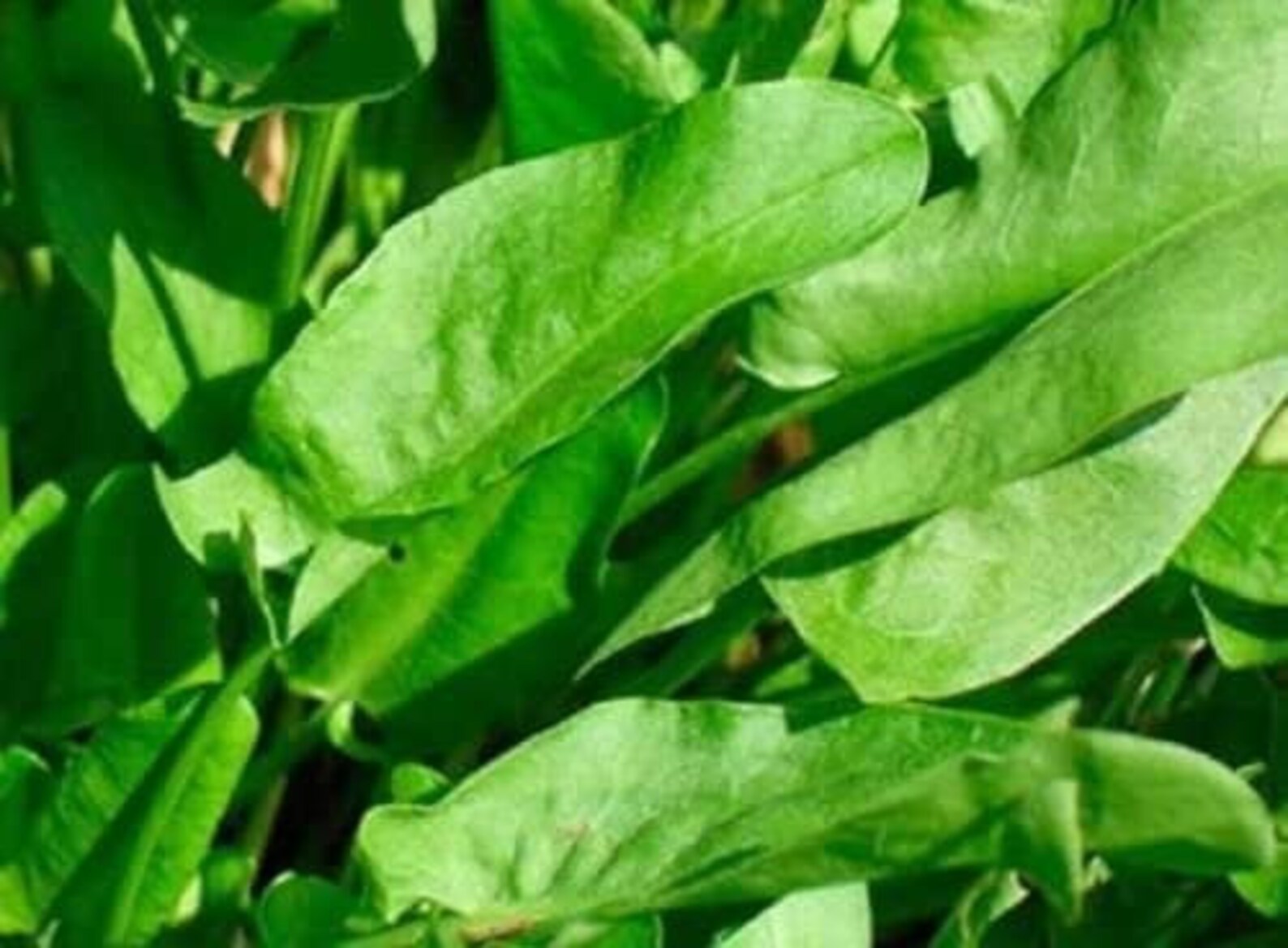 Organic Rare Sorrel Seeds Broadleaf Perennial Etsy