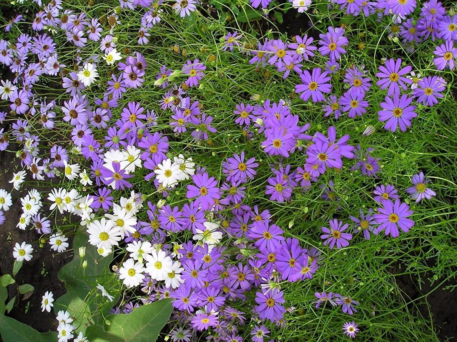 Organic Flower Seeds Brahikoma Iberidifolia From Etsy