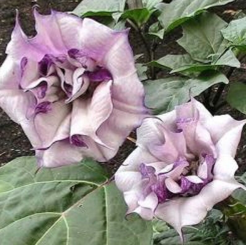 датура медея белая. датура дурман пурпурный рыцарь. дурманишь необыкновенно. датура дурман. трава дурман обыкновенный.