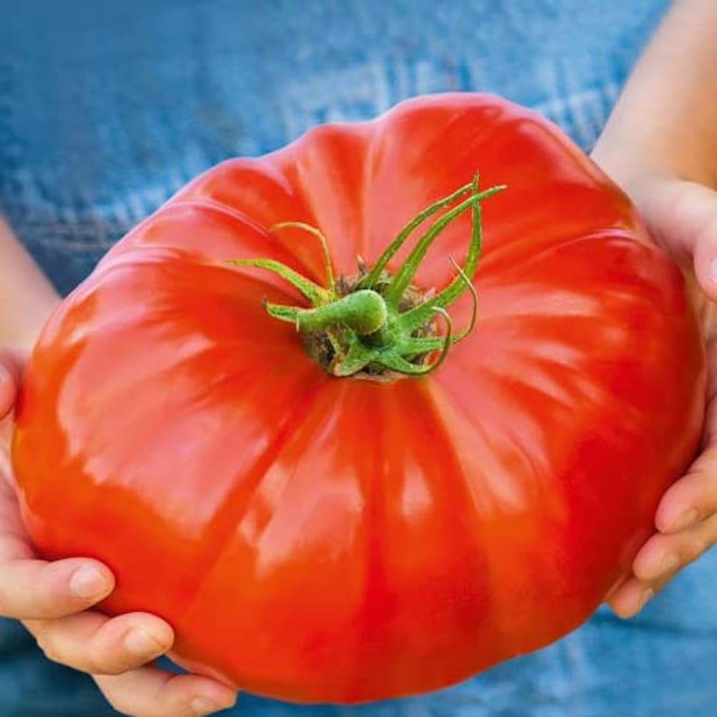 Gdzie Kupić Nasiona Pomidorów Rosyjskich Rzadkie ukraińskie organiczne nasiona pomidorów warzywnych - Etsy Polska