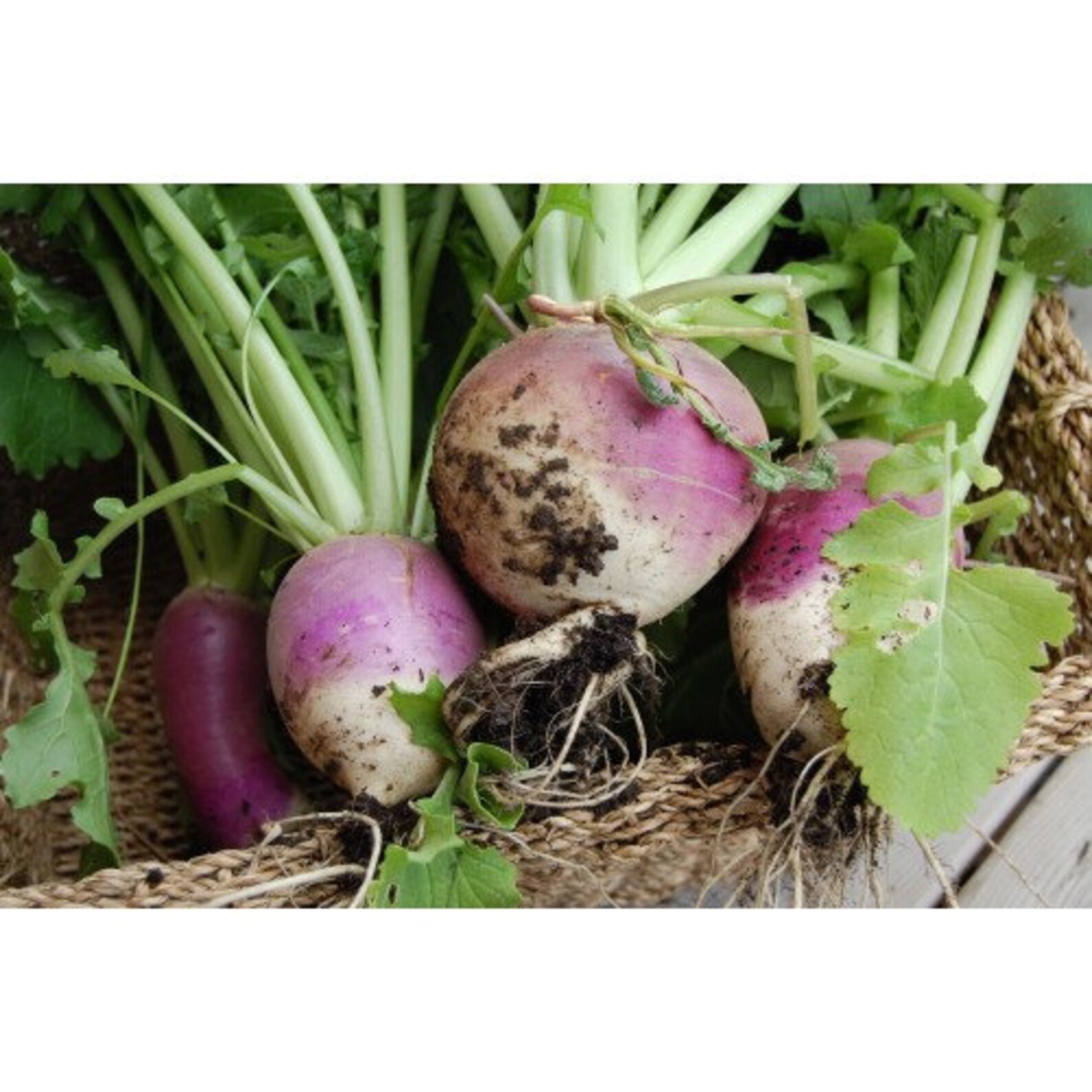 Rare Original Vegetable Seeds Turnip Seeds Etsy