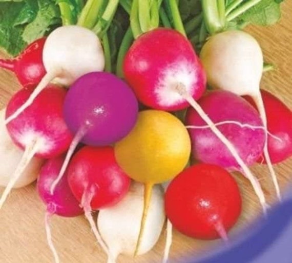 Raphanus sativus 250 Seeds Rare Organic Vegetable Radish Seeds "Easter Eggs" Raphanus sativus 250 Seeds Rare Organic Vegetable Radish Seeds "Easter Eggs"