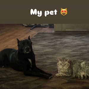 Puede incluir: Un perro negro y un gato atigrado gris est&aacute;n tumbados en una alfombra marr&oacute;n. El perro es de raza grande con pelo corto. El gato es de tama&ntilde;o mediano con un patr&oacute;n rayado. El texto "My pet" est&aacute; en la parte superior de la imagen.