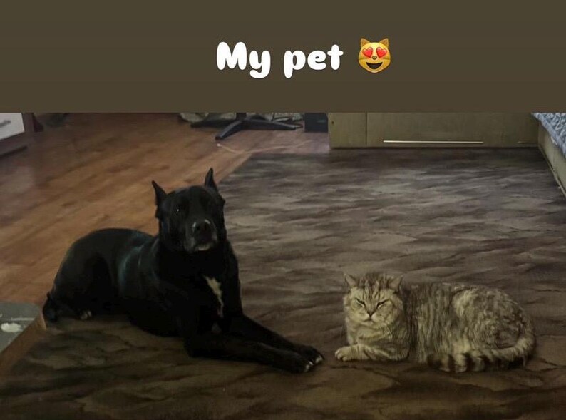 Puede incluir: Un perro negro y un gato atigrado gris est&aacute;n tumbados en una alfombra marr&oacute;n. El perro es de raza grande con pelo corto. El gato es de tama&ntilde;o mediano con un patr&oacute;n rayado. El texto "My pet" est&aacute; en la parte superior de la imagen.