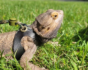 Bearded Dragon Harness