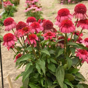 Coneflower Rainbow Sherbet Double Scoop - 1 live potted plant