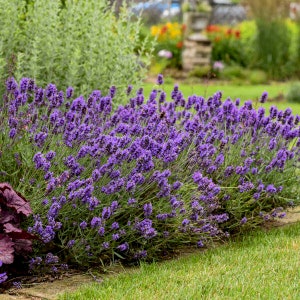 Lavender - Sweet Romance - 1 live potted plant