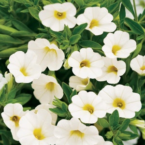 Petunia Superbells White Calibrachoa - 1 live potted plant