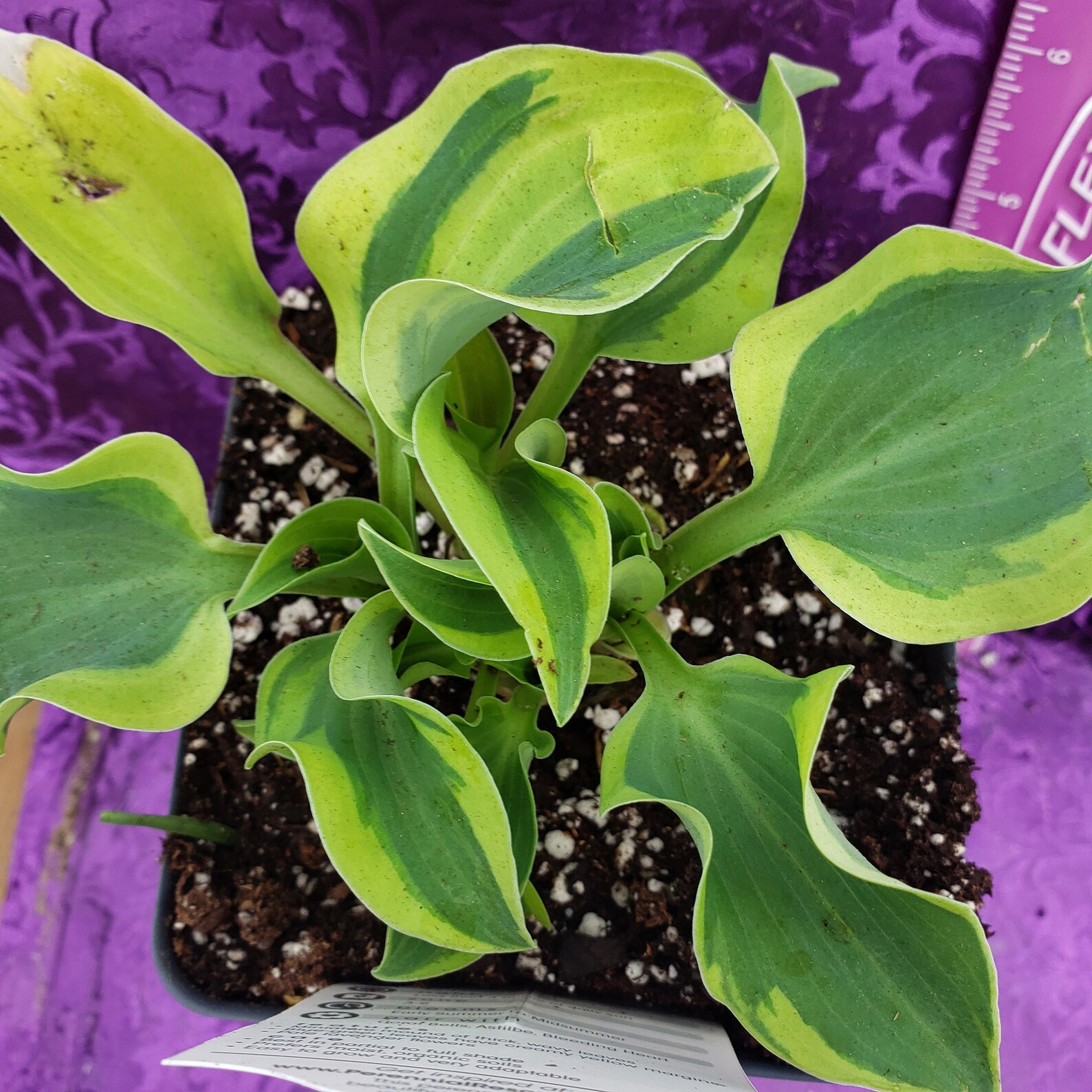 Hosta Mini Skirt 1 live potted plant Perennial Etsy