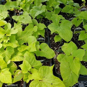 Sweet potato Vine Marguerite - 1 potted plant