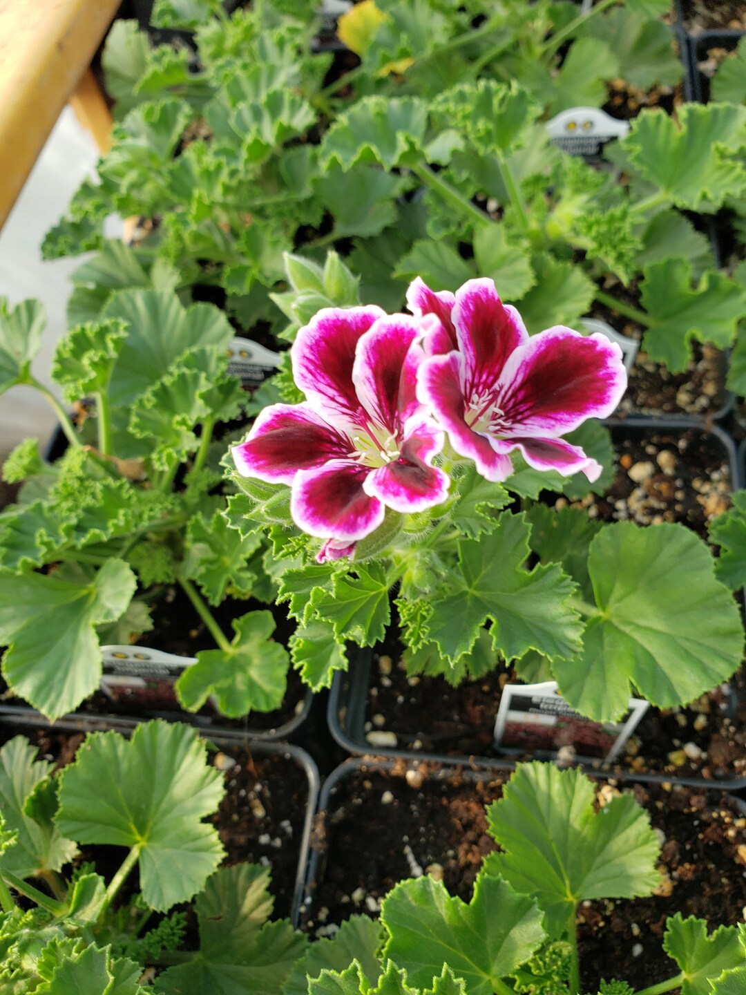 Geranium Regal Elegance Imperial Beautiful Healthy Plants 1 Etsy