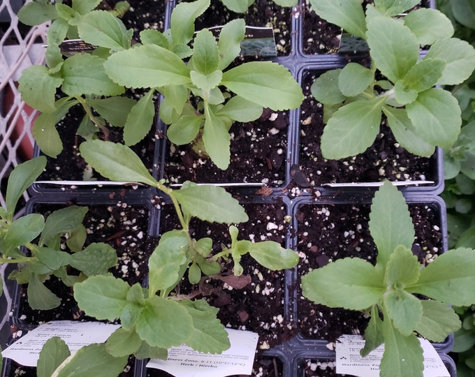 Herb Stevia 1 Live Potted Plant Etsy