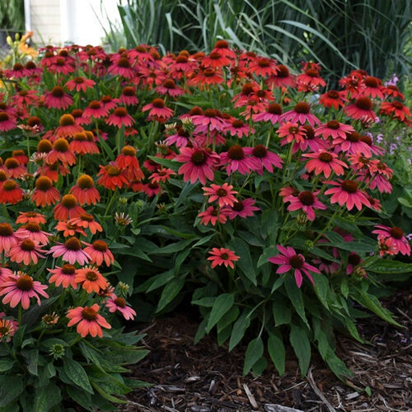 Coneflower Firefinch - 1 live potted plant - echinacea Proven Winner