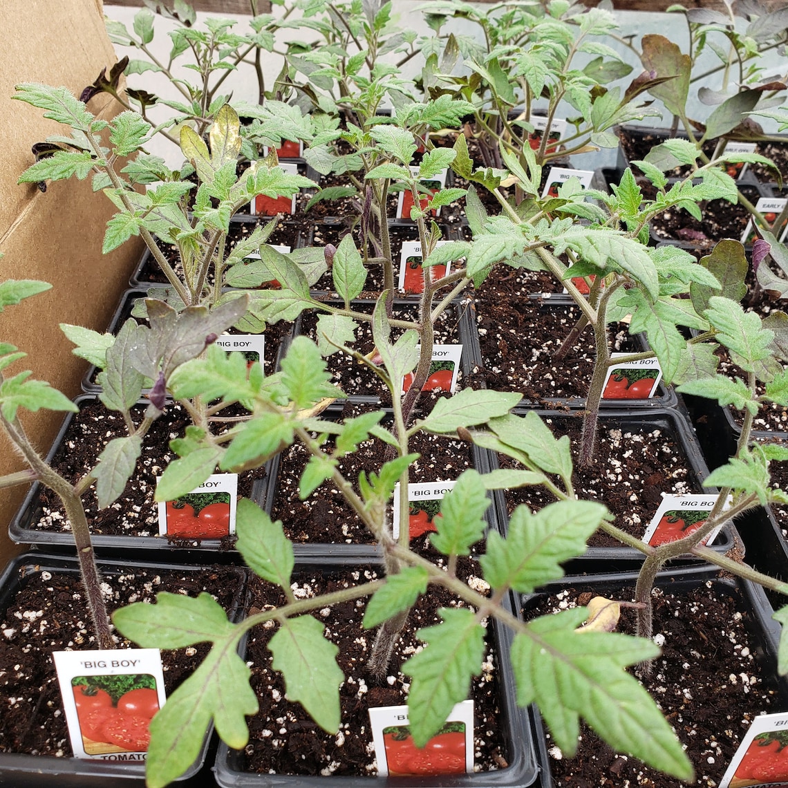 Tomato Big Boy 1 live potted plant Etsy