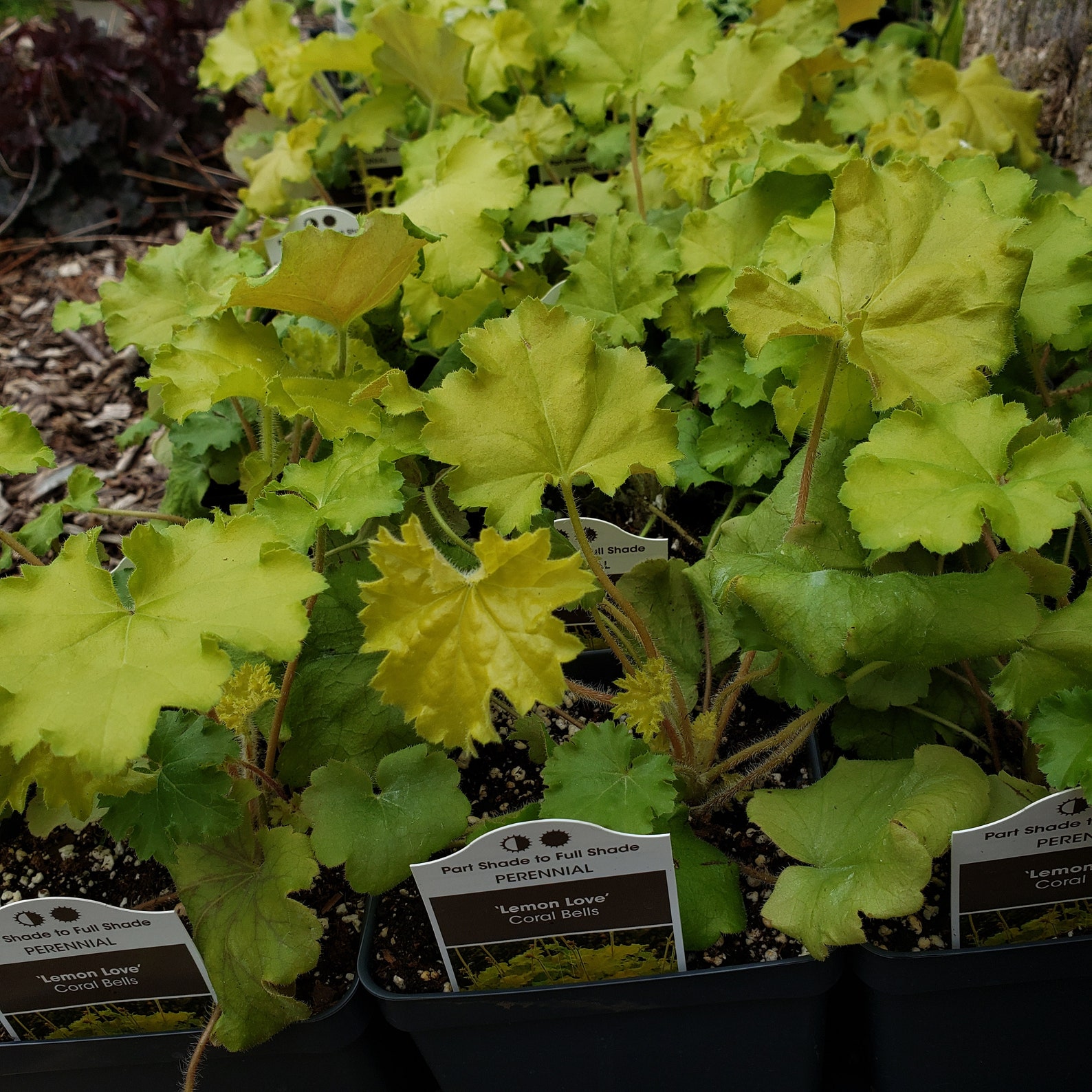 Heuchera Lemon Love 1 live plant Coral Bell Etsy