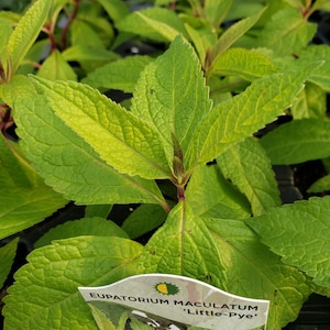 May include: Close-up of a vibrant green plant with large, textured leaves. The leaves have a slight yellow hue in some areas. A tag identifies the plant as Eupatorium maculatum 'Little-Pye'. The plant is in a black container.