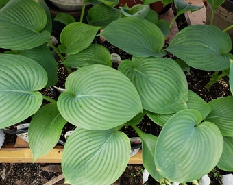 Hosta Empress Wu - 1 live potted plant