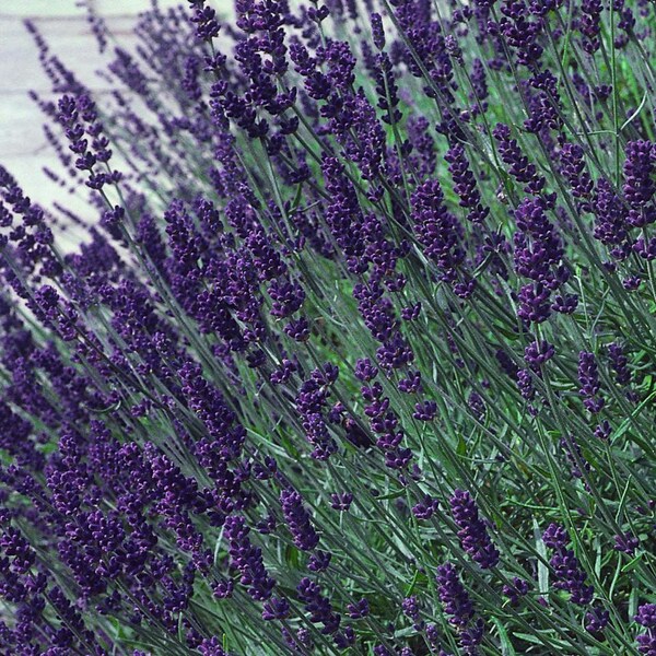 Lavender - Hidcote Blue English lavender - 1 live potted plant