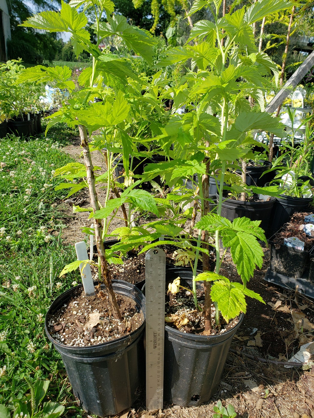 Raspberry Yellow Anne 1 Live Potted Plant Etsy