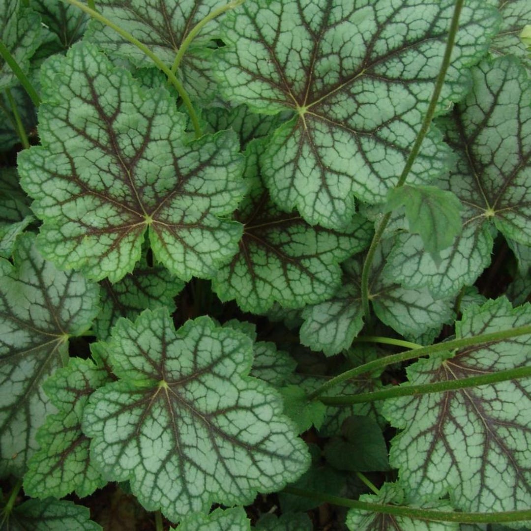 Heuchera Dale S Strain Coral Bells
