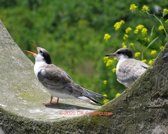 Fotokaarten met foto's op de kustlijn