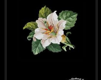 Lilium