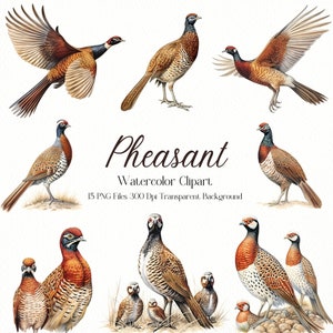 Fazant vogel illustratie aquarel ClipArt bundel, afdrukbaar, sublimatieontwerp, 15 png-bestanden, instant digitale download