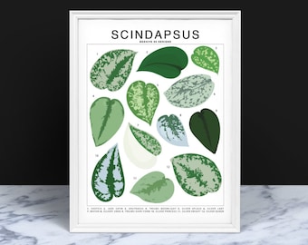 Scindapsus Plant Species (Small) Art Print | Houseplant Artwork Wall Decor | Tropical Plant Identification | Plant Leaf ID Chart