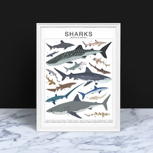 Sharks Species (Small) Art Print | Marine Artwork Wall Decor | Undersea Ocean Identification | Fish ID Chart