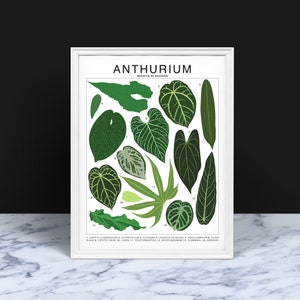 Anthurium Species ID (Small) Art Print | Botanical Houseplant Artwork Wall Decor | Tropical Plant Identification | Plant Leaf ID Chart