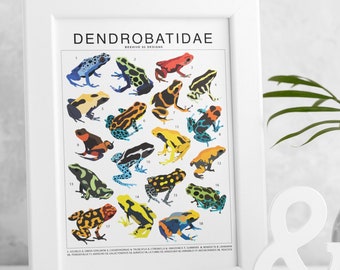 Dendrobatidae Frog Species (Small) Art Print | Reptile Artwork Wall Decor | Tropical Rainforest Poison Dart Frog Identification |