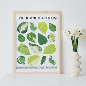 Epipremnum Aureum - Pothos Plant Species (Small) Art Print | Houseplant Artwork Wall Decor | Tropical Plant Leaf ID Chart Identification