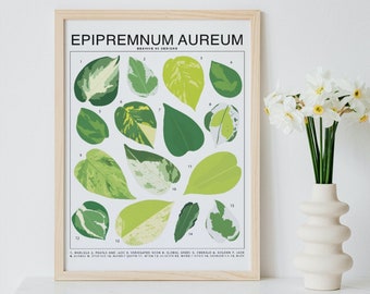 Epipremnum Aureum - Pothos Plant Species (Small) Art Print | Houseplant Artwork Wall Decor | Tropical Plant Leaf ID Chart Identification