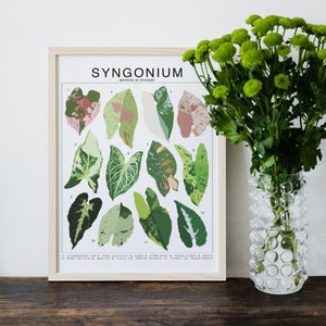 Syngonium Plant Species (Small) Art Print | Houseplant Artwork Wall Decor | Tropical Plant Identification | Plant Leaf ID Chart |