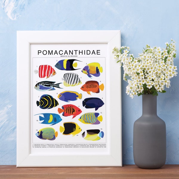 Pomacanthidae Species ID Chart (Small) Art Print | Marine Artwork Wall Decor | Undersea Ocean Identification | Fish ID Chart Philodendron