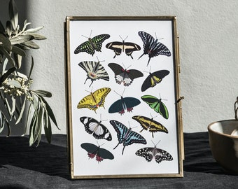 Types of Butterflies Papiliondae Insect Bug Species Art Print, Entomologist science Artwork Wall Decor, Garden botanical species, Entomology