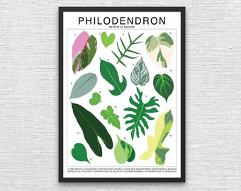Philodendron Plant Species (Large) Art Print | Houseplant Artwork Wall Decor | Tropical Plant Identification | Plant Leaf ID Chart