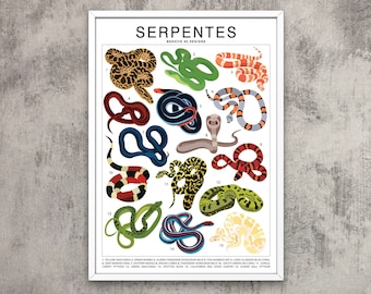 Serpentes - Snake Species (Large) Art Print | Reptile Artwork Wall Decor | Tropical Rainforest Identification