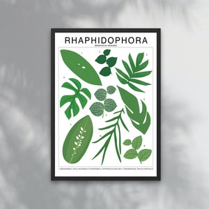 Rhaphidophora Plant Species (Large) ID Art Print | Botanical Houseplant Artwork Wall Decor | Tropical Plant Identification | Plant ID Chart