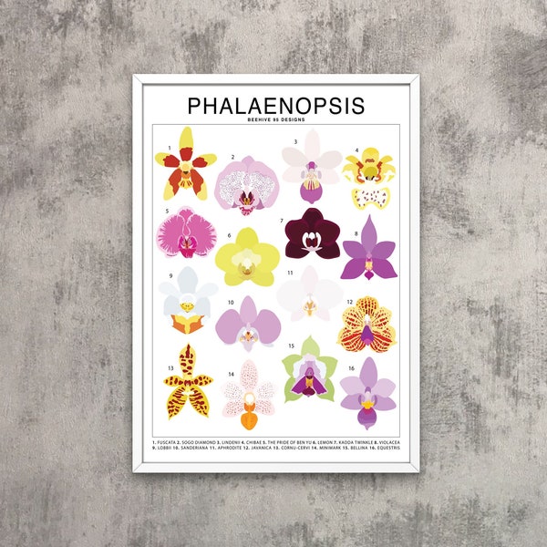 Phalaenopsis - Orchid Species (Large) Art Print | Plant Artwork Wall Decor | Flower Identification | Botanical floral ID Chart