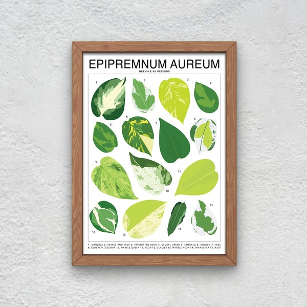 Epipremnum Aureum - Pothos Plant Species (Large) Art Print | Décoration murale d’œuvre d’art de plantes d’intérieur | Identification du tableau d’identification des feuilles de plantes tropicales