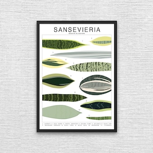 Sansevieria Plant Species (Large) Art Print | Houseplant Artwork Wall Decor | Tropical Plant Identification | Snake Plant Leaf ID Chart |