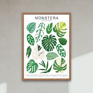 Monstera Plant Species (Large) Art Print | Houseplant Artwork Wall Decor | Tropical Plant Identification | Plant Leaf ID Chart