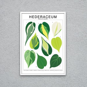 Hederaceum Plant Species (Large) Art Print | Houseplant Artwork Wall Decor | Tropical Plant Identification | Leaf ID Chart Philodendron